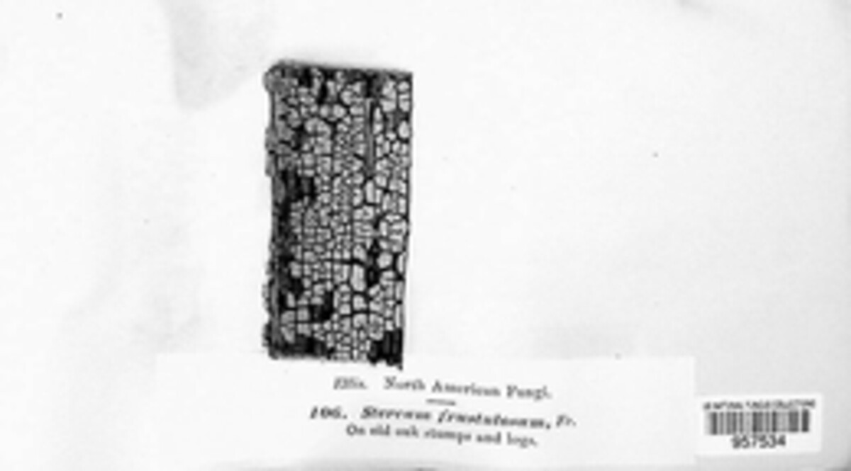 Xylobolus frustulatus image